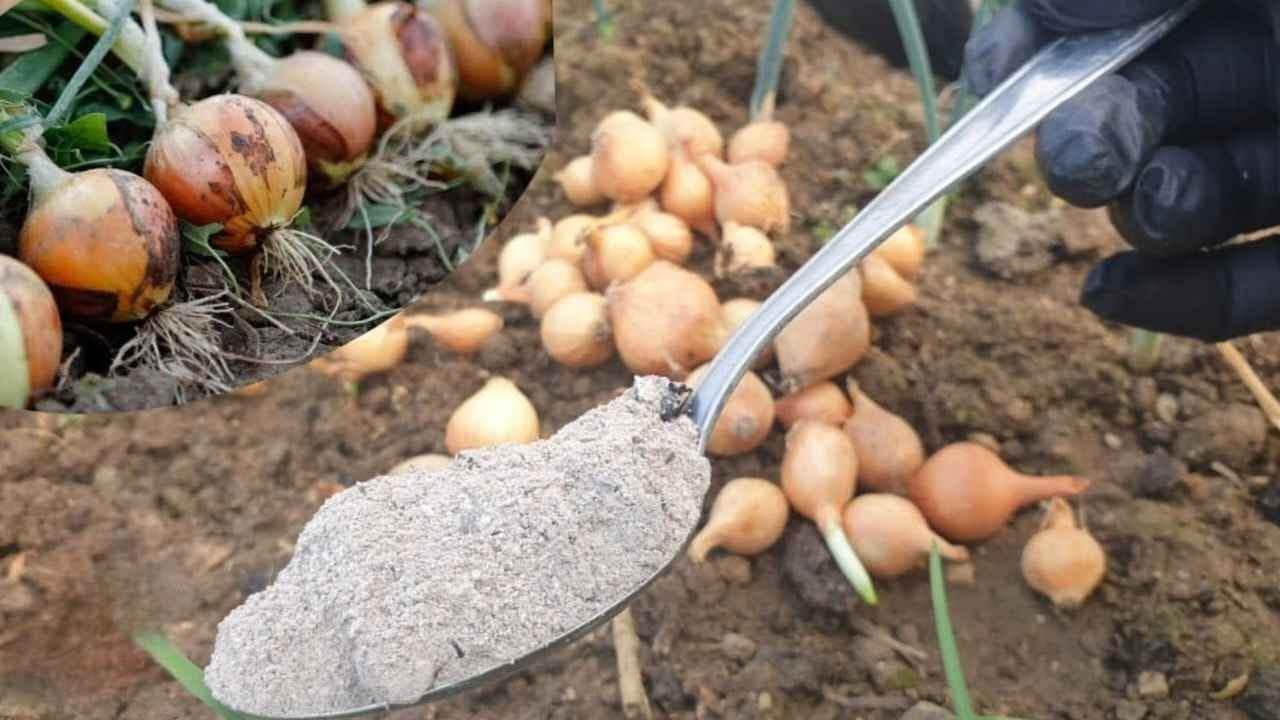 Espalhe O No Jardim Para Proteger As Cebolas E Obter Uma Colheita Rica