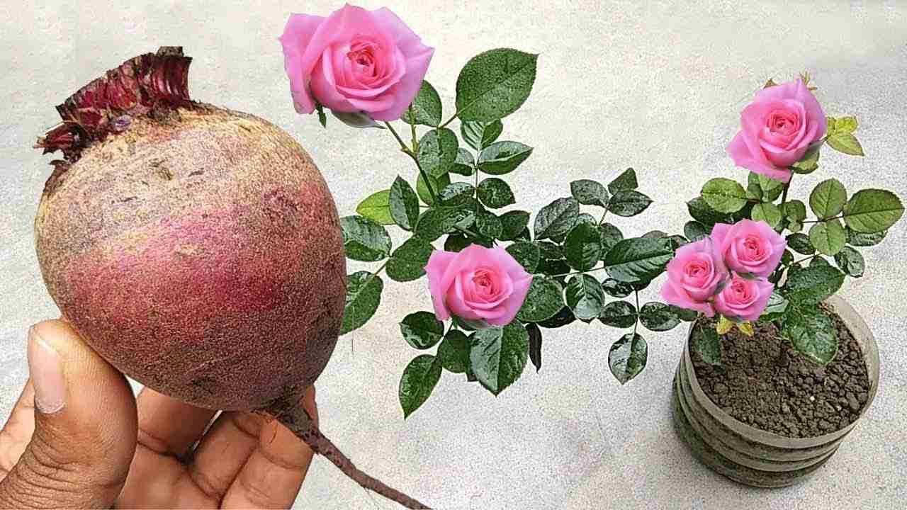 ESTE ADUBO NATURAL FARÁ DESABROCHAR UMA ENXURRADA DE FLORES EM QUALQUER