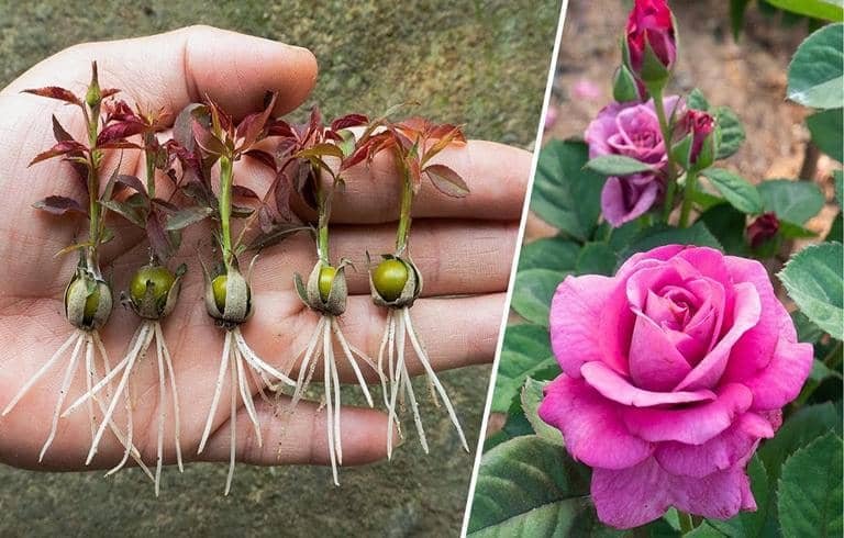 Como Cultivar Rosas A Partir Do C Lice Da Rosa Um Guia Detalhado