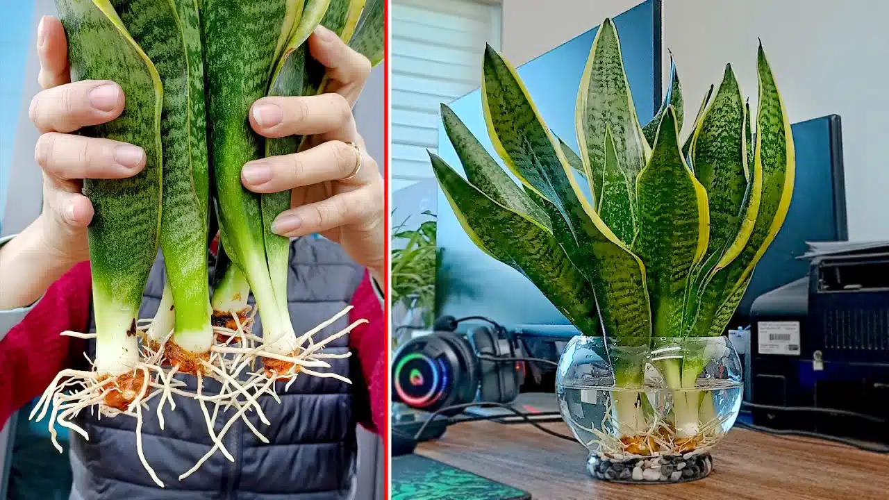 A Maneira Mais Simples De Cultivar Uma Erva M E Sansevieria Absorver