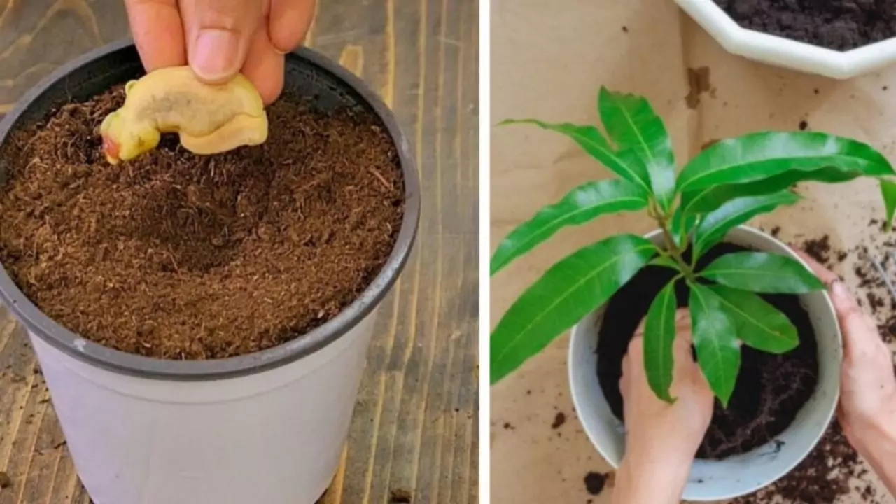 Como Cultivar Uma Planta De Manga Em Casa A Partir Do Caro O