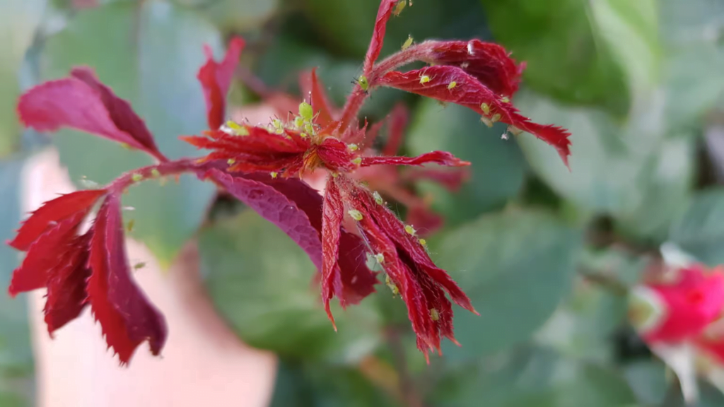 Esta imagem tem um texto alternativo em branco, o nome da imagem é image-11-1024x576.png