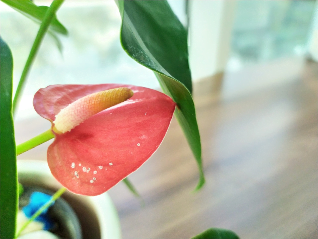 Esta imagem tem um texto alternativo em branco, o nome da imagem é image-48-1024x768.png