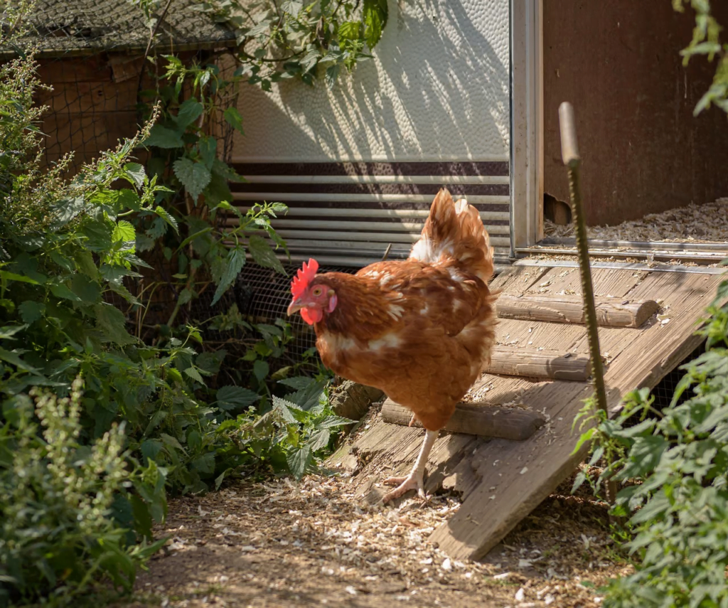 Esta imagem tem um texto alternativo em branco, o nome da imagem é image-44-1024x855.png