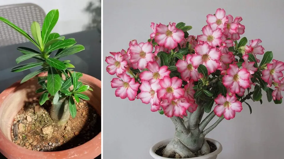 Como Cuidar Da Rosa Do Deserto Para Florescer Durante Todo O Ano